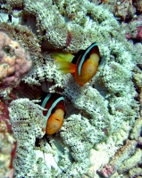 twin nemos.jpg